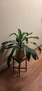 Plant in vintage glas pot, Huis en Inrichting, Kamerplanten, Ophalen, Halfschaduw, Minder dan 100 cm