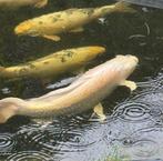 Israëlische Koi butterfly platinum ogon 75 cm van agri koi, Karper of Koi