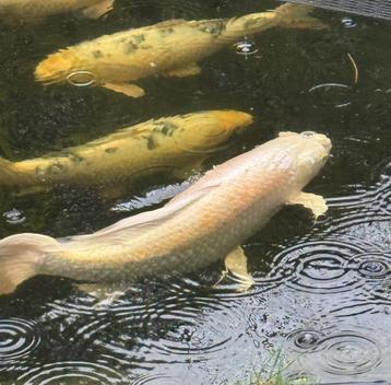 Israëlische Koi butterfly platinum ogon 75 cm van agri koi beschikbaar voor biedingen