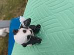 Schleich panda jong, Ophalen of Verzenden, Zo goed als nieuw, Paard, Beeldje of Figuurtje