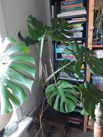 Grote Monstera Deliciosa, 100 tot 150 cm, Overige soorten, In pot, Groene kamerplant