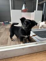 Knapste chihuahua pups! MOGEN HET NEST VERLATEN!❤️, Dieren en Toebehoren, Honden | Chihuahua's en Gezelschapshonden, CDV (hondenziekte)