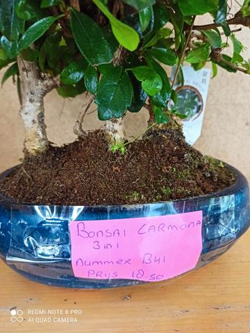 Bonsai Carmona potmaat 20 nummer b41 zitten 3 in een schaal beschikbaar voor biedingen