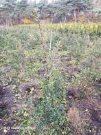 Hulst Ilex aquifolium struiken 80 tot 150cm haag planten, Tuin en Terras, Planten | Struiken en Hagen, Ophalen of Verzenden, Hulst
