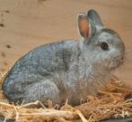 Mooie jonge ram, kleur chinchilla, Dieren en Toebehoren, Mannelijk, Klein, 0 tot 2 jaar