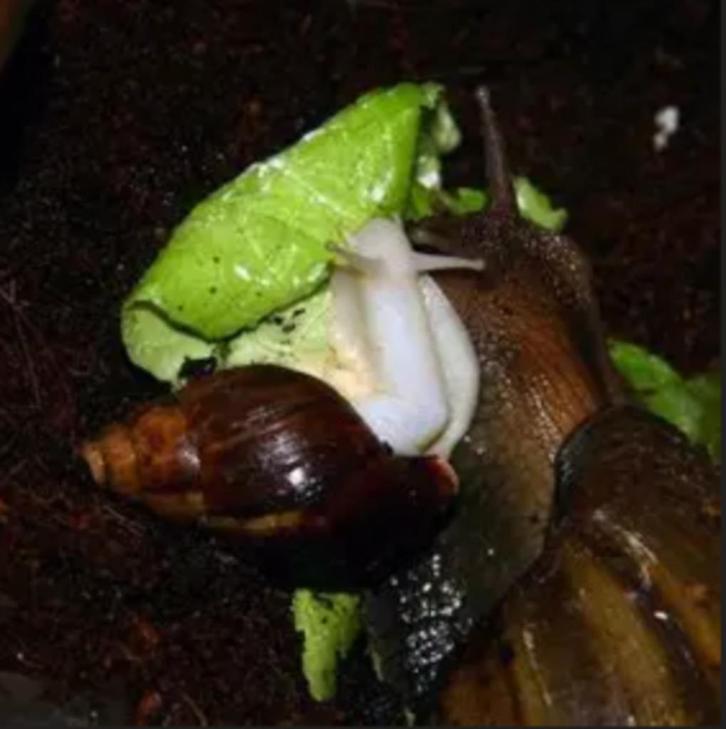 Afrikaanse reuzenslakjes zoeken een liefdevol thuis, Dieren en Toebehoren, Reptielen en Amfibieën, Overige soorten, 0 tot 2 jaar