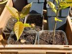 Avocado plant, Ophalen, Overige soorten, In pot, Minder dan 100 cm
