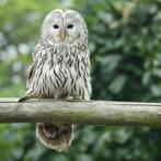 koppel oerallen, Dieren en Toebehoren, Meerdere dieren, Roofvogel, Geringd
