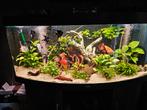 Stille aquarium pomp van eheim 400  compleet, Ophalen of Verzenden, Zo goed als nieuw, Filter of Co2