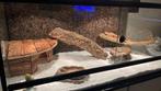Luipaard gekko, Dieren en Toebehoren, Reptielen en Amfibieën, Met terrarium, 0 tot 2 jaar, Hagedis