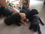 Labrador puppies, Dieren en Toebehoren, Honden | Retrievers, Spaniëls en Waterhonden, CDV (hondenziekte), Overige rassen, 8 tot 15 weken