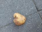 Aardappel in de form van een hart, Ophalen of Verzenden, Nieuw