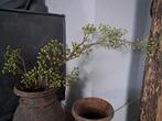 Groene rozenbottel tak €19,50 p.s. 
(1 tak op de foto, s, Huis en Inrichting, Ophalen of Verzenden, Nieuw