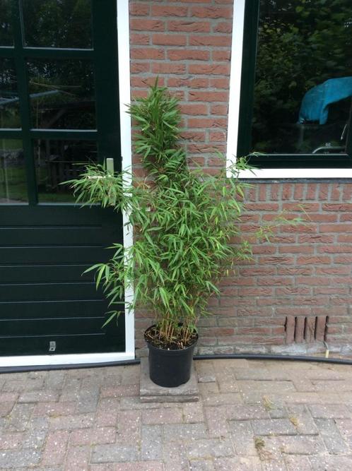 Fargesia Rufa, niet woekerende bamboe!!!, Tuin en Terras, Planten | Struiken en Hagen, Haag, Bamboe, 100 tot 250 cm, Ophalen