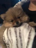 Dwergkees Pomeriaan Puppy. Mogen nest verlaten!, Dieren en Toebehoren, Honden | Poolhonden, Keeshonden en Oertypen, Keeshond, CDV (hondenziekte)