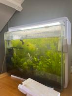 Aquarium, Ophalen, Leeg aquarium