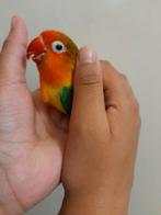 Handtamme /schoudertamme dwergpapegaai., Dieren en Toebehoren, Vogels | Parkieten en Papegaaien, Mannelijk, Dwergpapegaai of Agapornis