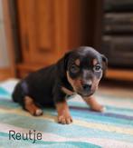Mooie Jack Russell black and tan puppy's, Jack Russell Terriër, 8 tot 15 weken, Meerdere, Meerdere dieren