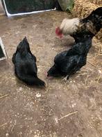 Kippen en hanen te koop, Dieren en Toebehoren, Pluimvee, Meerdere dieren, Kip