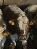 dikbil ruggeling stier, Mannelijk, 0 tot 2 jaar