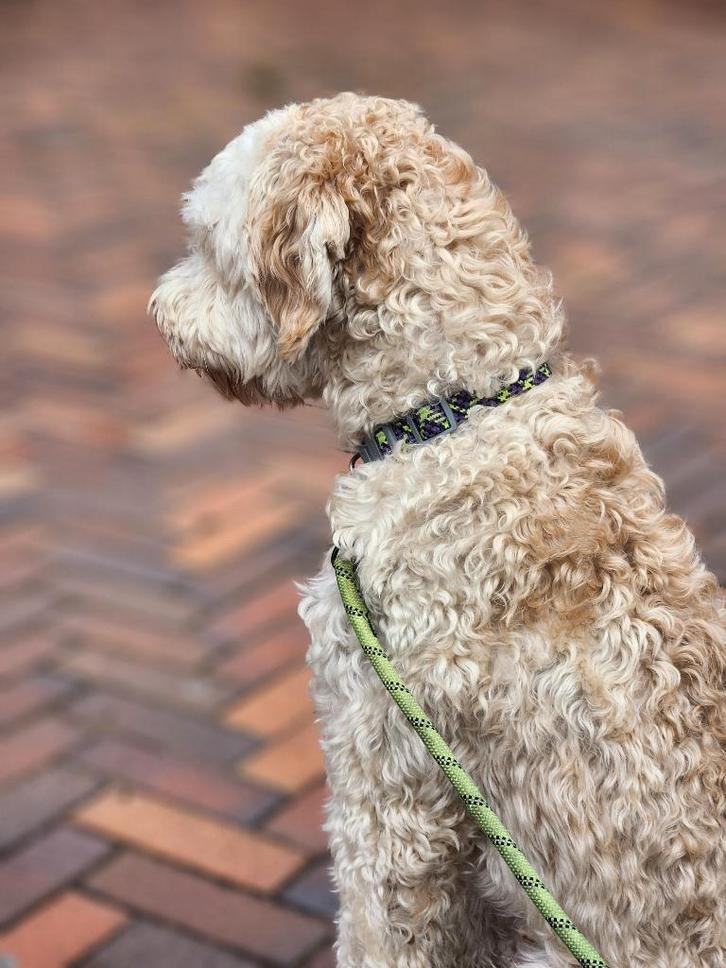 Honden uitlaat sevice, Dieren en Toebehoren, Honden-accessoires, Ophalen