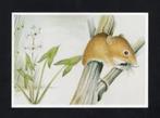 Dwergmuis Pijlkruid Natuur, Henk van der Vrande., Ophalen of Verzenden, 1980 tot heden, Ongelopen, Wild dier