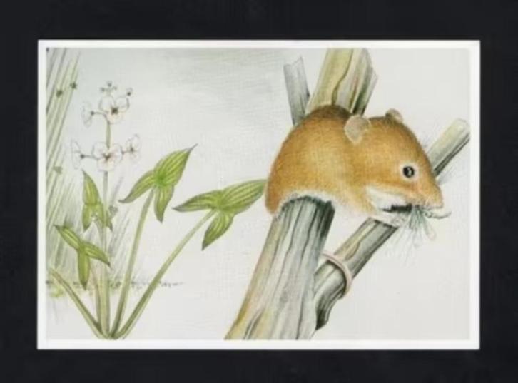 Dwergmuis Pijlkruid Natuur, Henk van der Vrande., Verzamelen, Ansichtkaarten | Dieren, Ongelopen, 1980 tot heden, Wild dier, Ophalen of Verzenden