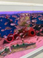 Andinoacara pulcher Blauwe Acara, Dieren en Toebehoren, Vis, Zoetwatervis