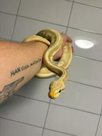 Mojave Banana pastel het clown 1.0, Dieren en Toebehoren, Slang, Tam, 0 tot 2 jaar