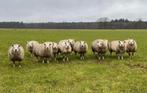 Dragende texelaar schapen