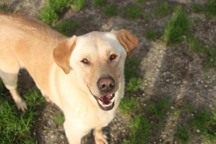 Waar mag deze leuke jonge man Bo komen wonen?, Dieren en Toebehoren, Honden | Niet-rashonden, Middel, Reu, Particulier, Eén hond