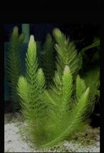 Gezond frisgroen Hoornblad uit garnalen aquarium, Dieren en Toebehoren, Vissen | Aquaria en Toebehoren, Ophalen of Verzenden, Nieuw