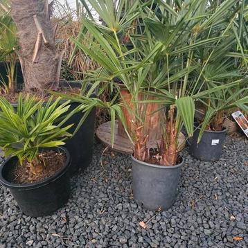 Trachycarpus fortunei multy stam Palmboom beschikbaar voor biedingen