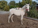 Welsh palomino merrie veulen, Dieren en Toebehoren, Pony's, Merrie, 0 tot 2 jaar, B pony (1.17m tot 1.27m), Onbeleerd