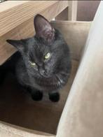 Kruissing Ragdoll kitten vrouwtje, Dieren en Toebehoren, Katten en Kittens | Raskatten | Korthaar, Meerdere dieren, Ontwormd, 0 tot 2 jaar