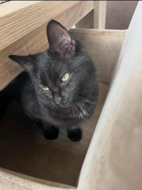 Kruissing Ragdoll kitten vrouwtje, Dieren en Toebehoren, Katten en Kittens | Raskatten | Korthaar, Meerdere dieren, 0 tot 2 jaar