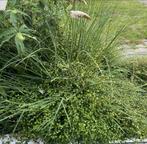 Gratis pampasgras / cortaderia, Ophalen, Volle zon, Vaste plant, Siergrassen
