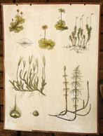 Oude schoolplaat met mossen, Ophalen of Verzenden, Natuur en Biologie