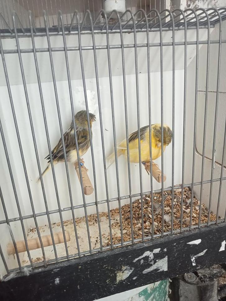 Te koop diverse kanaries zondag 5 oktober, Dieren en Toebehoren, Vogels | Kanaries, Kleurkanarie, Meerdere dieren