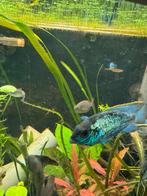 5 st jonge electric blue acara te koop, Dieren en Toebehoren, Vis