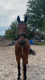 Lieve ruin Fenno zoekt een fijn, rustig huisje, Dieren en Toebehoren, Ruin, 165 tot 170 cm, Recreatiepaard, 11 jaar of ouder