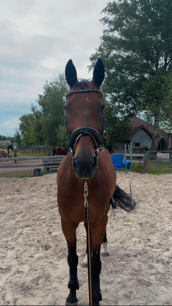Lieve ruin Fenno zoekt een fijn, rustig huisje, Dieren en Toebehoren, Paarden, Ruin, 165 tot 170 cm, 11 jaar of ouder, Recreatiepaard