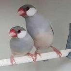 Mooie mutatie rijstvogels., Dieren en Toebehoren, Meerdere dieren, Tropenvogel, Geringd