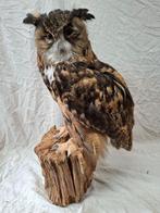 opgezette oehoe, Verzamelen, Dierenverzamelingen, Ophalen of Verzenden, Zo goed als nieuw, Vogel, Opgezet dier