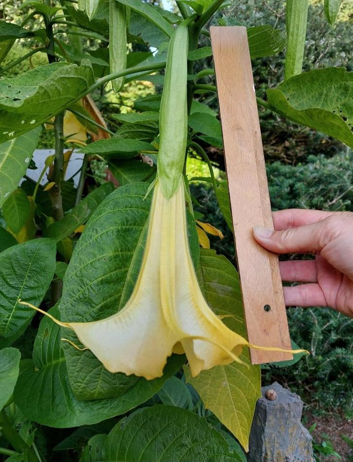 Superstekken EngelenTrompetplant! Brugmansia Blikvangers tk, Tuin en Terras, Planten | Tuinplanten, Vaste plant, Overige soorten