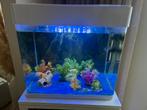 Aqarium met vissen 1 jaar oud ., Ophalen, Zo goed als nieuw, Gevuld zoetwateraquarium