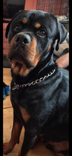 Rasechte Rottweiler Reu, Dieren en Toebehoren, Honden | Bulldogs, Pinschers en Molossers, Rabiës (hondsdolheid), Reu, 1 tot 2 jaar