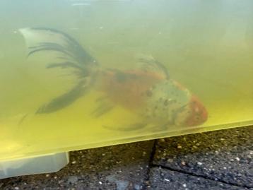 Tegen elk aannemelijk bod!!! beschikbaar voor biedingen