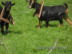 jonge dwerggeitjes, Dieren en Toebehoren, Schapen, Geiten en Varkens, Meerdere dieren, Geit
