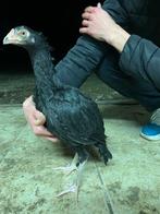 Shamo (assel), Mannelijk, Kip